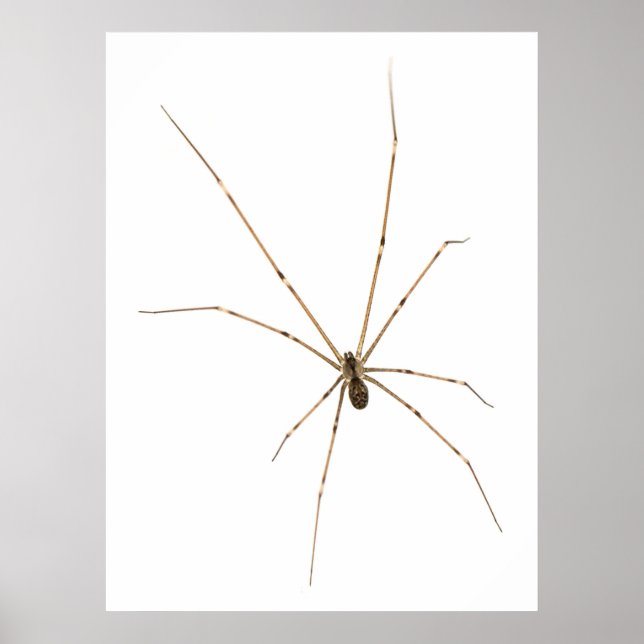 Poster Aranha (Frente)
