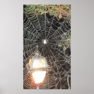 Poster Aranha-Aranha na Aracnologia de Fotografia Noturna