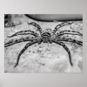Poster Aranha-caçadora