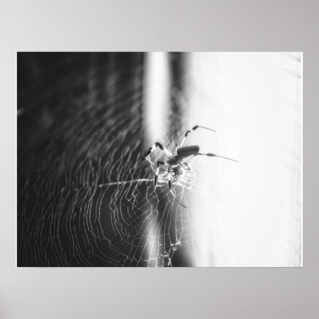 Poster Aranha-Coca-Cola | Presente de Sobrecarga de Aranh (Frente)