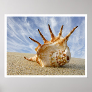 Póster Aranha Conch Seashell na areia da praia