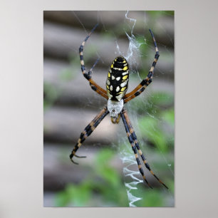 Póster Aranha da banana
