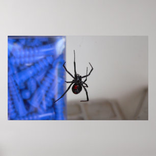 Póster Aranha da viúva negra