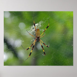 Poster Aranha de jardim preta e amarela