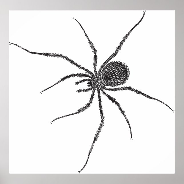 Poster Aranha de Pernas Longas (Frente)