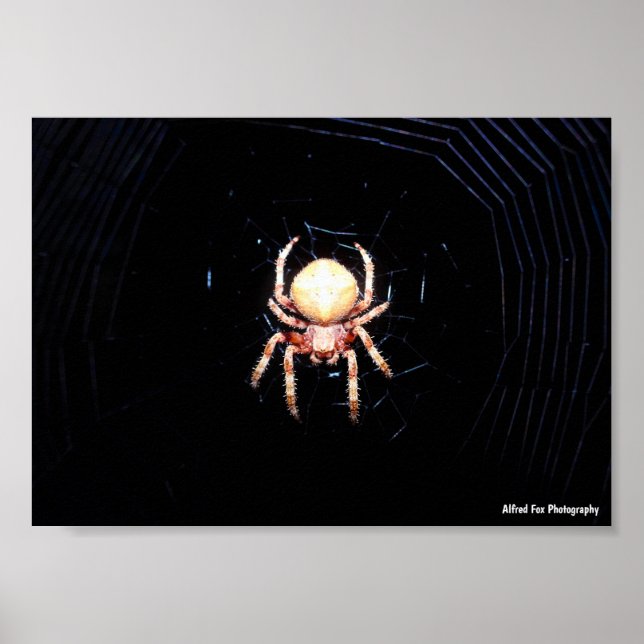 Poster Aranha de Rodas Laranja (Frente)