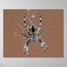 Poster Aranha do Jardim