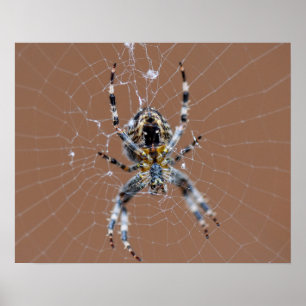 Poster Aranha-do-jardim