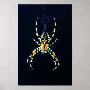 Poster Aranha do Jardim Europeu