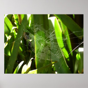 Poster Aranha-do-mar na Natureza das Folhas Tropicais