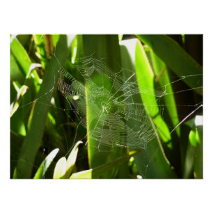 Póster Aranha-do-mar na Natureza das Folhas Tropicais