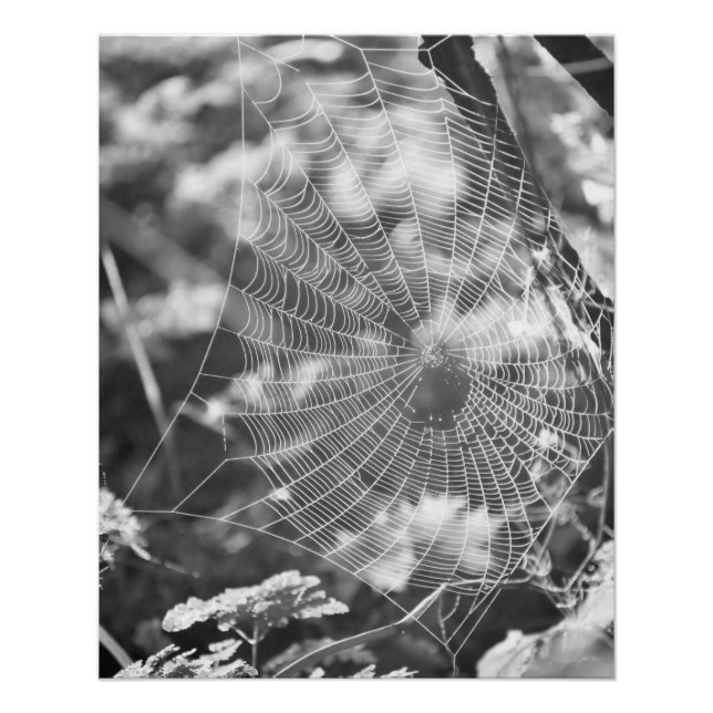 Póster Aranha-do-mato-grande (Frente)