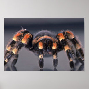 Poster Aranha-do-mato-tarantula