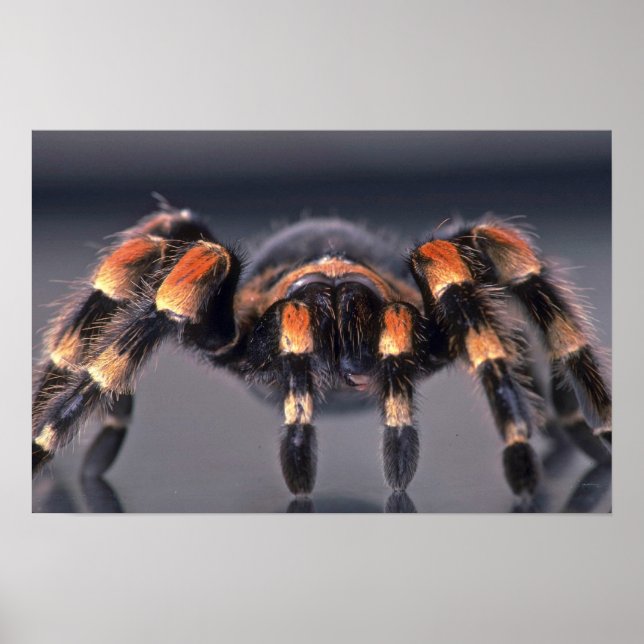 Poster Aranha-do-mato-tarantula (Frente)
