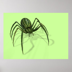Póster Aranha do melão