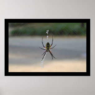Póster Aranha escrevendo (Argiope Aurantia)