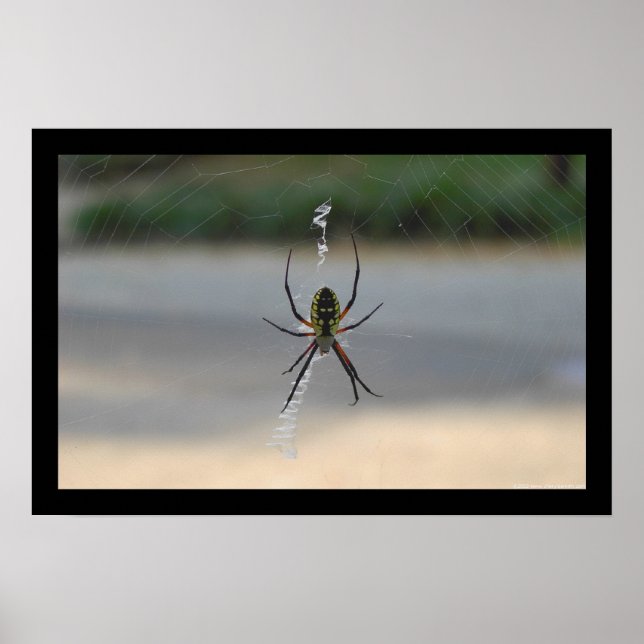 Póster Aranha escrevendo (Argiope Aurantia) (Frente)