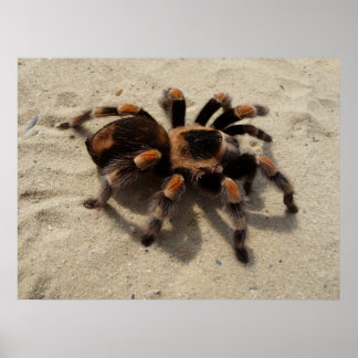 Póster Aranha Flameknee Tarantula mexicana