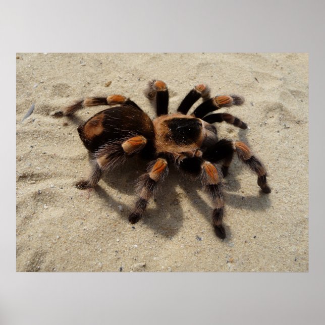 Póster Aranha Flameknee Tarantula mexicana (Frente)