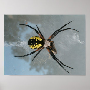 Póster Aranha, jardim comum