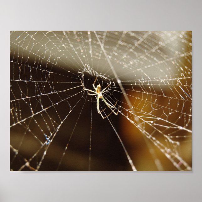 Poster Aranha na Web (Frente)