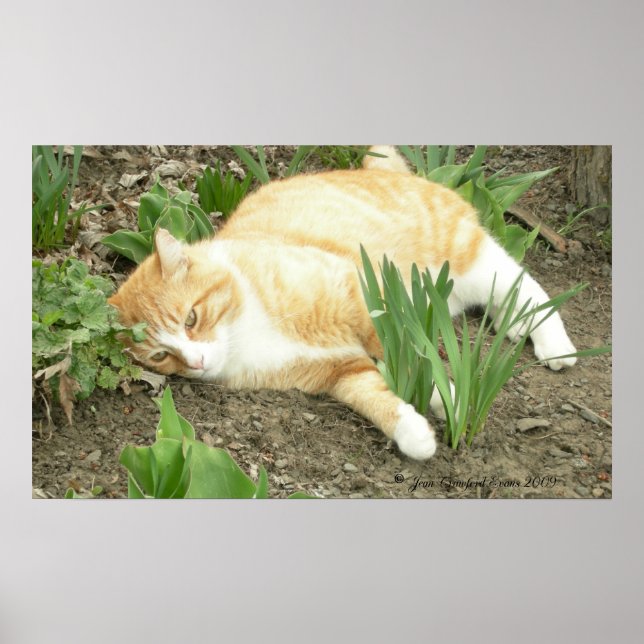 Póster Aranha no jardim (Frente)