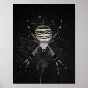 Poster Aranha ouro de jardim Presente de Amantes de Ara