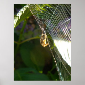 Póster Aranha Perigosa