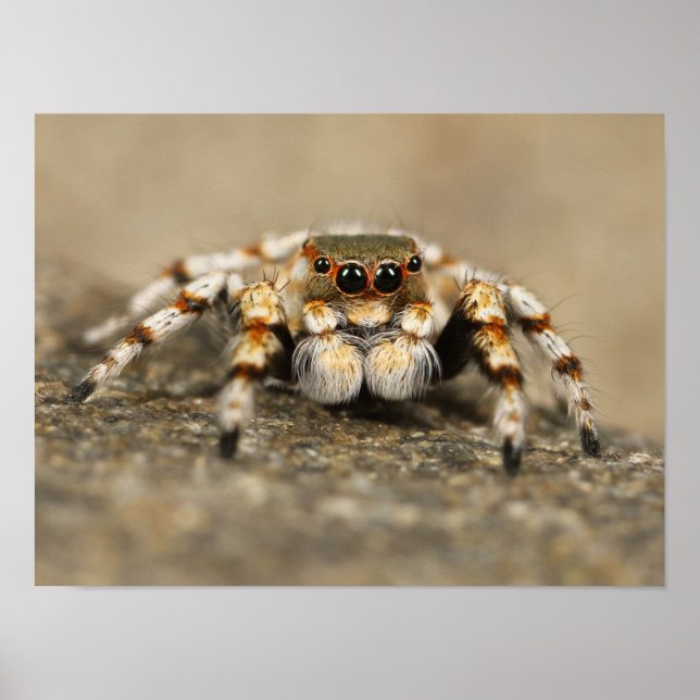 Poster Aranha Saltadora Laranja e Branca (Frente)