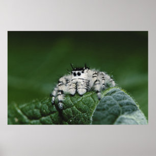 Poster Aranha Saltadora Metaphid