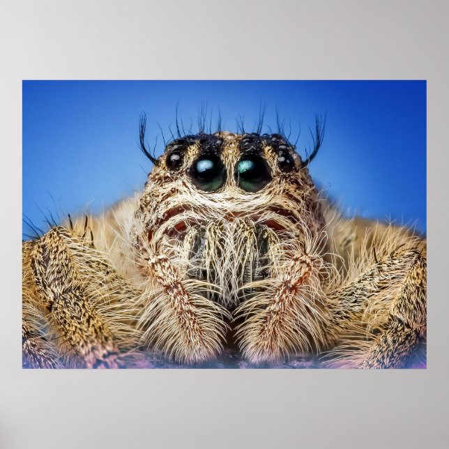 Poster Aranha saltitante (Frente)