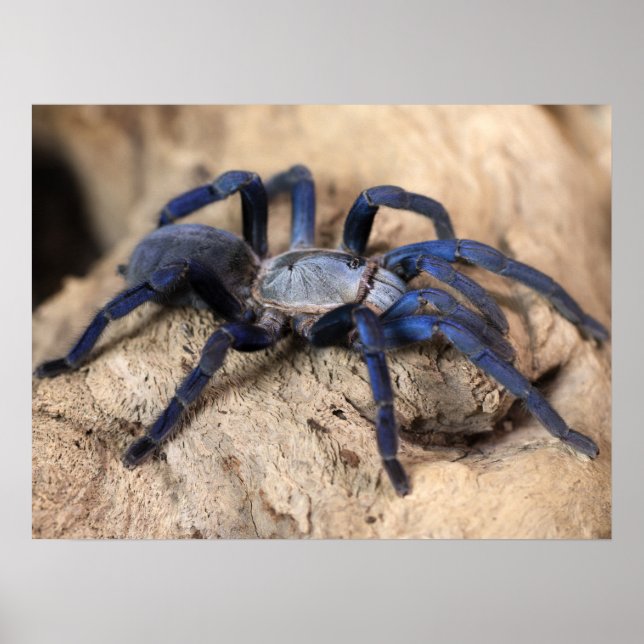 Poster Aranha Tarantula Azul Cobalto (Frente)
