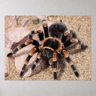 Poster Aranha Tarantula do Joelho Vermelho mexicano
