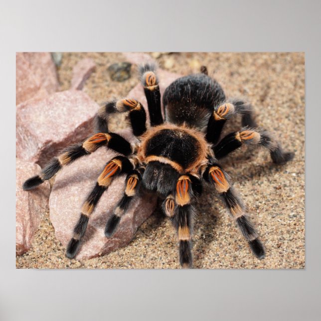 Poster Aranha Tarantula do Joelho Vermelho mexicano (Frente)