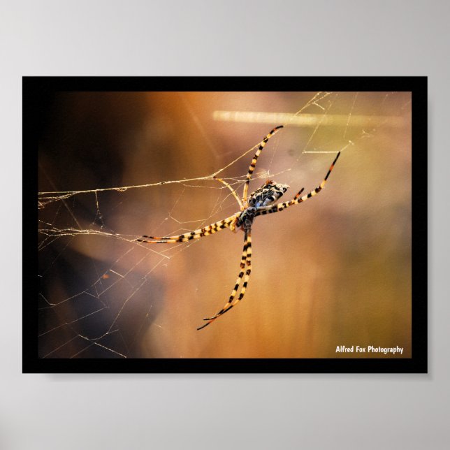 Poster Aranha-tecedeira-rajada (Frente)