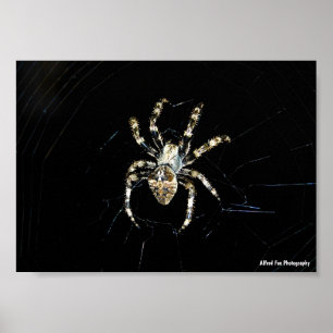 Poster Aranha Tecelã