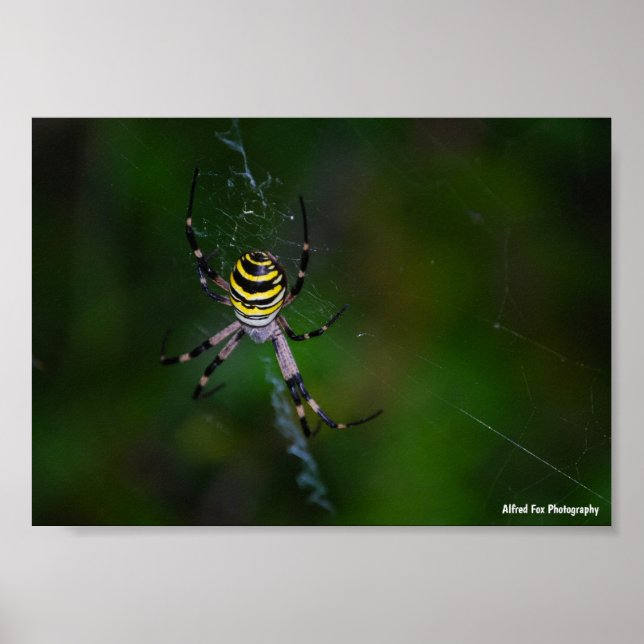 Poster Aranha Vespa, Aranha de Teia Orbicular (Frente)