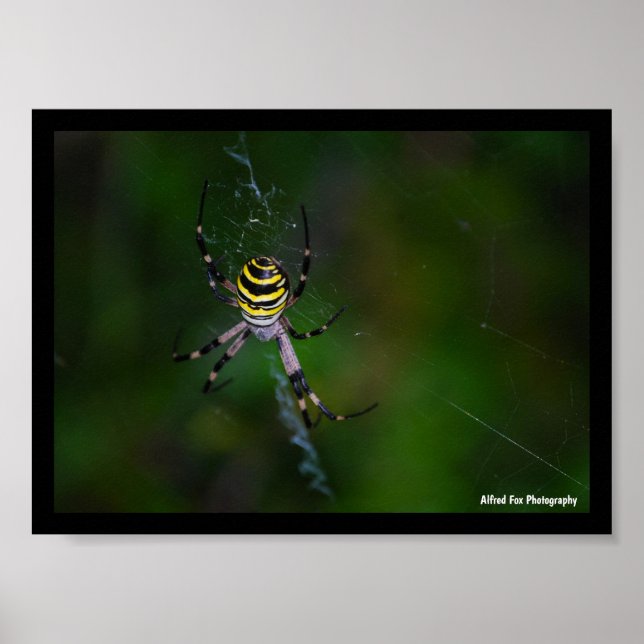 Poster Aranha Vespa, Aranha de Teia Orbicular (Frente)