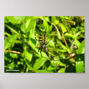 Poster Aranha-vespa no Verde