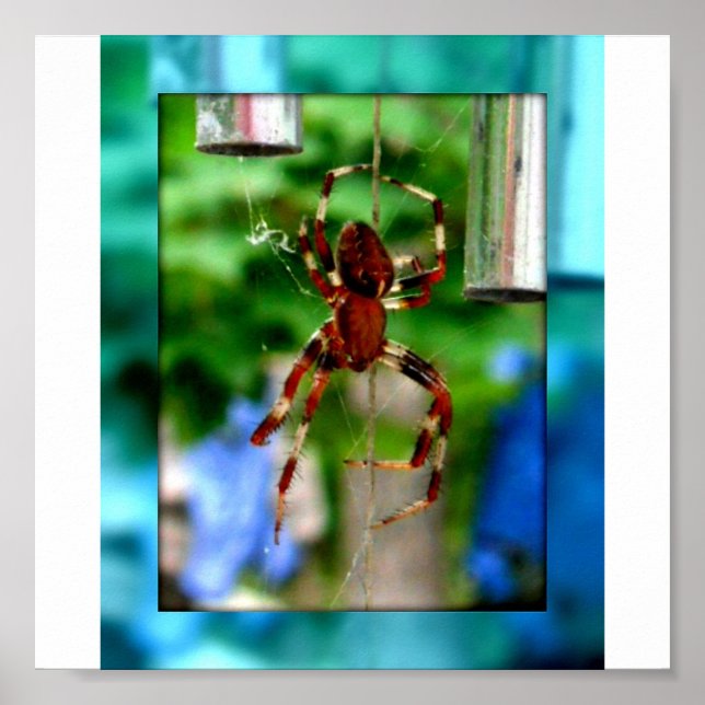 Póster aranhas (Frente)