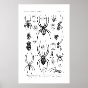 Poster - Aranhas Americanas