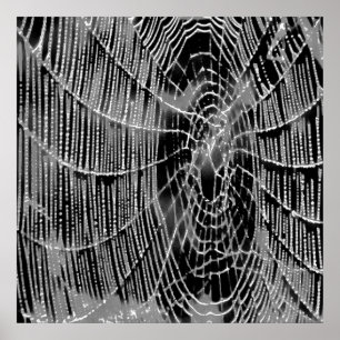 Poster Aranhas brancas e pretas na Web