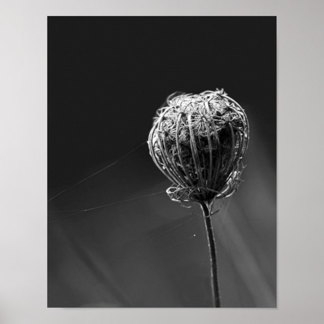 Poster Aranhas com flor selvagem | Amantes De Aranha Corr (Frente)