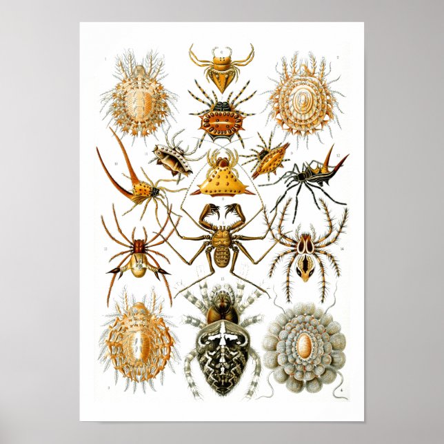 Póster Aranhas, Ernst Haeckel Belas Artes (Frente)