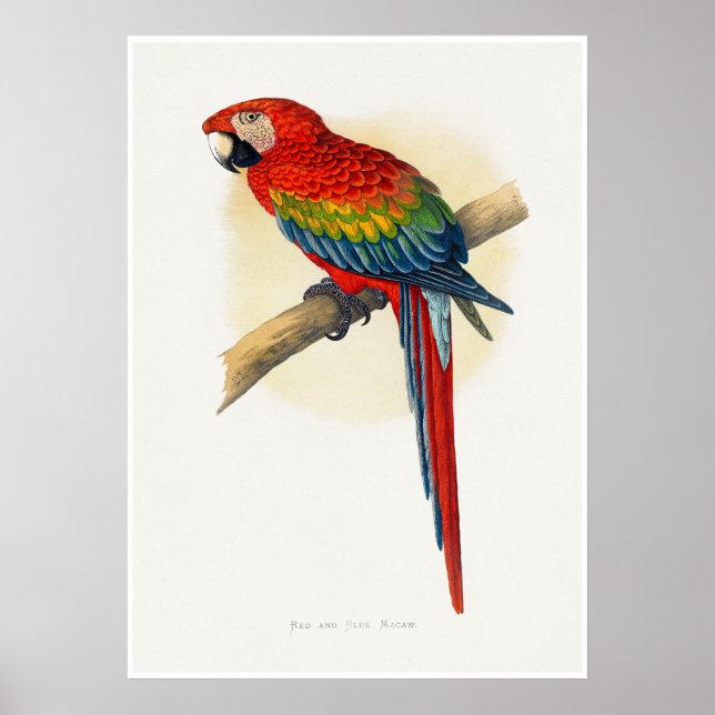 Poster Arara azul e vermelha (Frente)