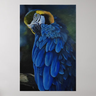 Poster Arara Canindé