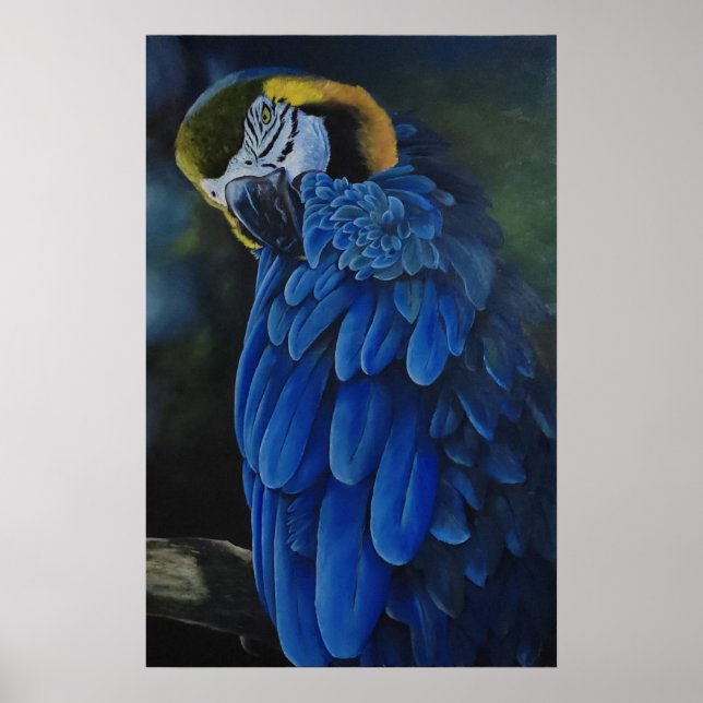 Poster Arara Canindé (Frente)