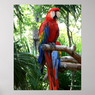 Poster Arara-escarlate, design de fotografia-arara vermel
