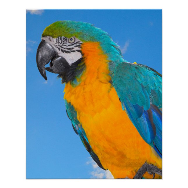 Póster Arara-macau azul e amarela (Frente)