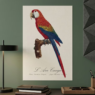 Poster Arara-vermelha, Ara macao
